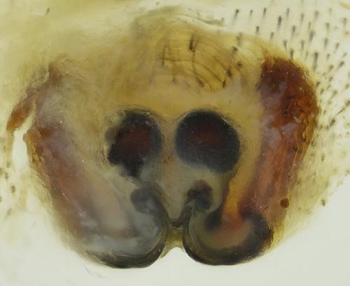 Réf. 266 270 : Larinioides sclopetarius